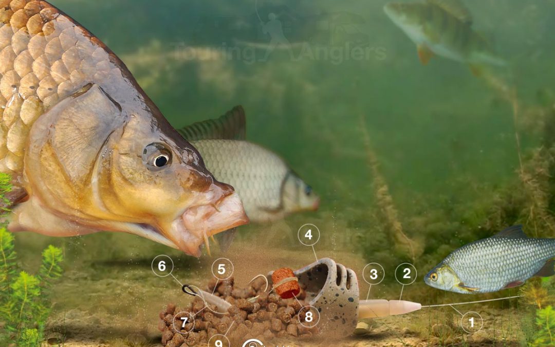 Fishing a Hybrid Pellet Feeder***